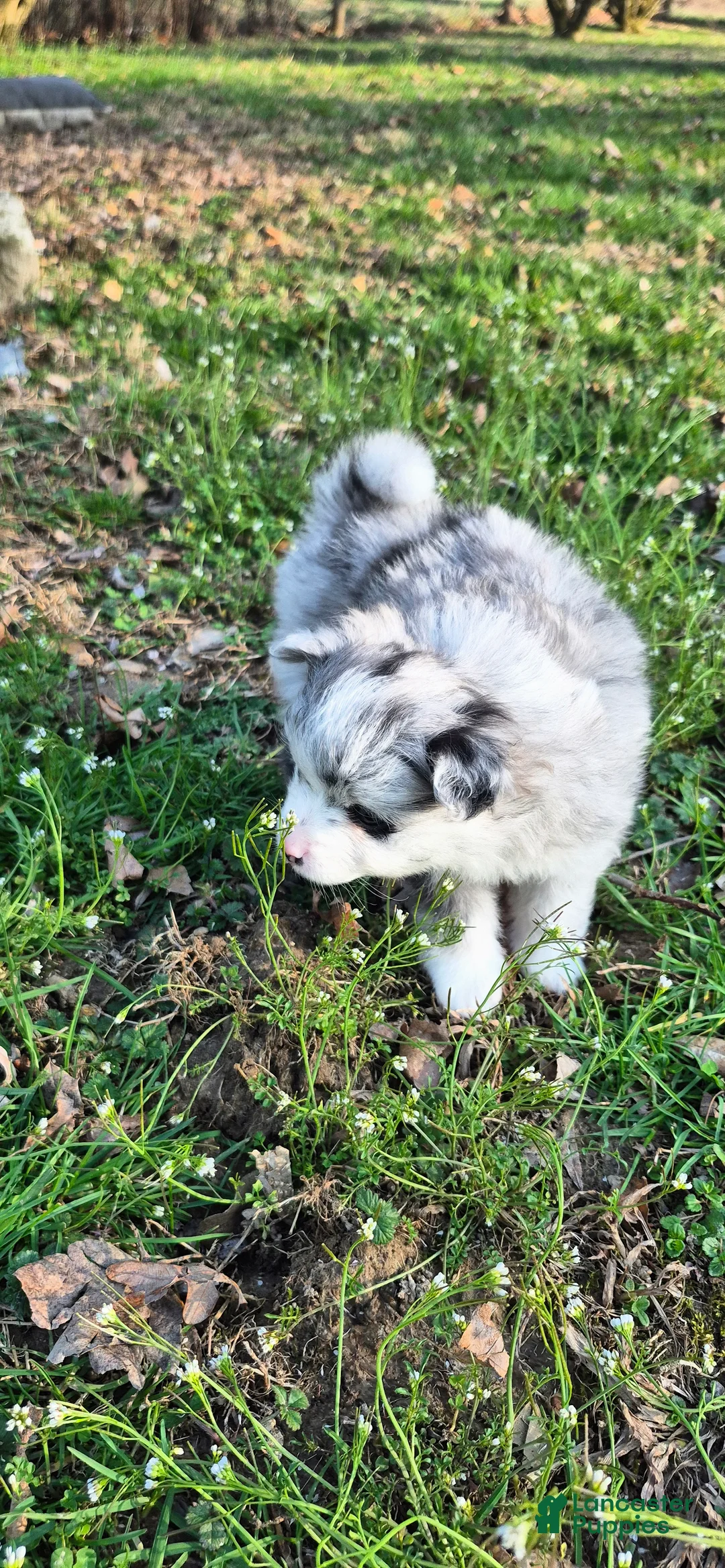 Pomeranian dogs for sale: Ghost - Ad 2