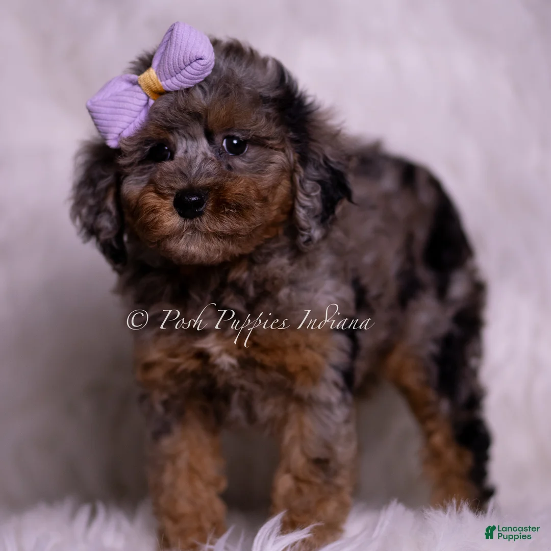 Miniature Poodle dogs for sale: Arabella - Ad 2