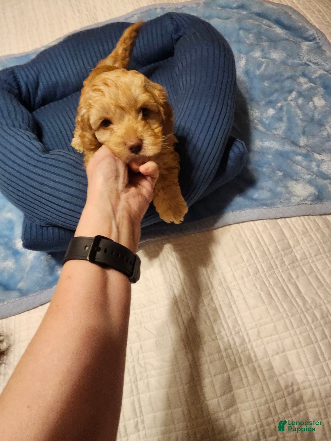 Mini Goldendoodle dogs for sale: Mini Goldendoodle Puppy 1 - Ad 5