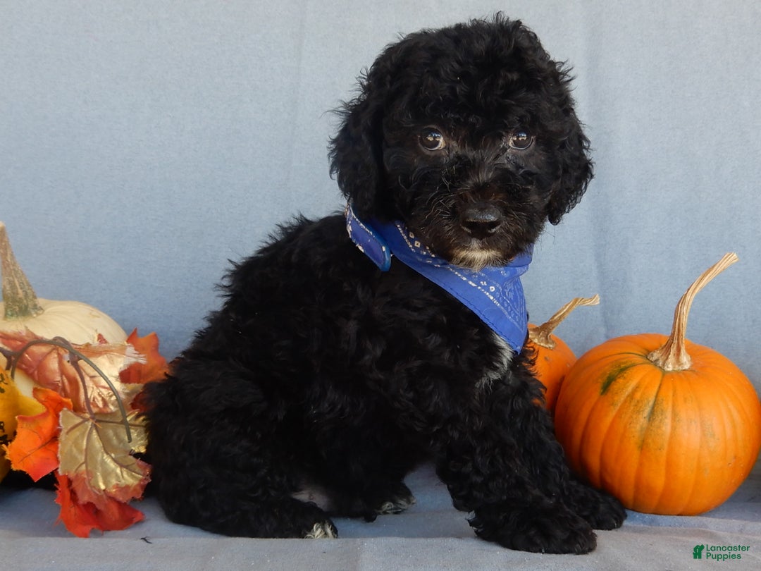 Sheepadoodle dogs for sale: Panda (medium) - Ad 15