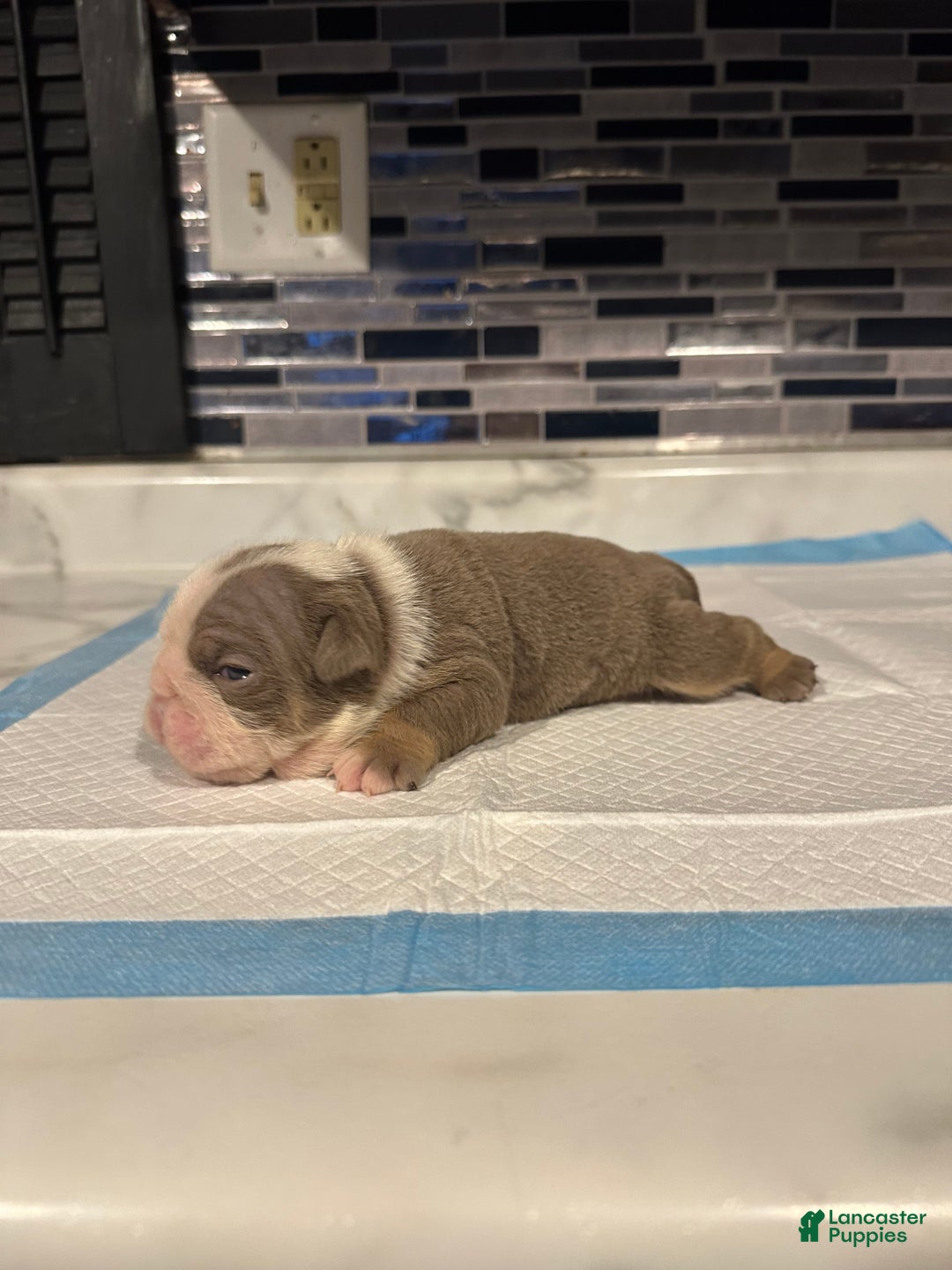 English Bulldog dogs for sale: Lilac and White Male - Ad 2