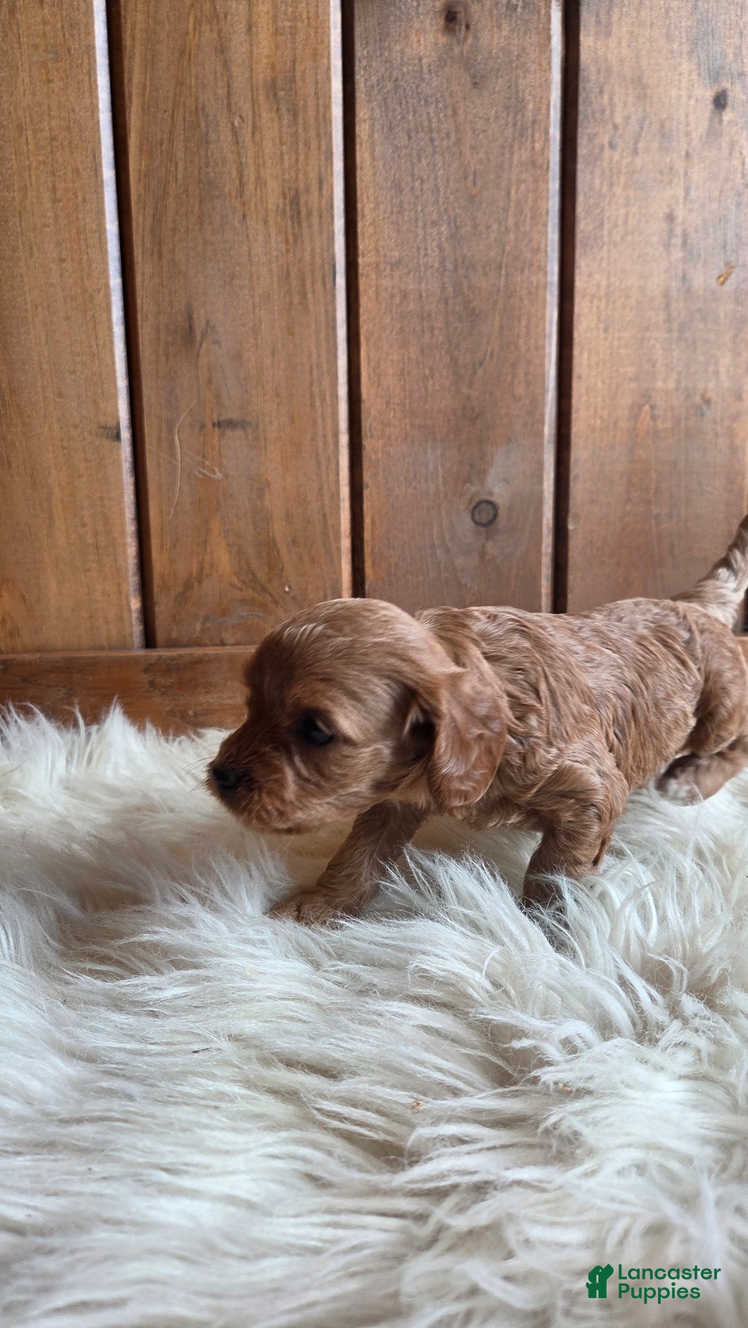 Cavapoo dogs for sale: River - Ad 16