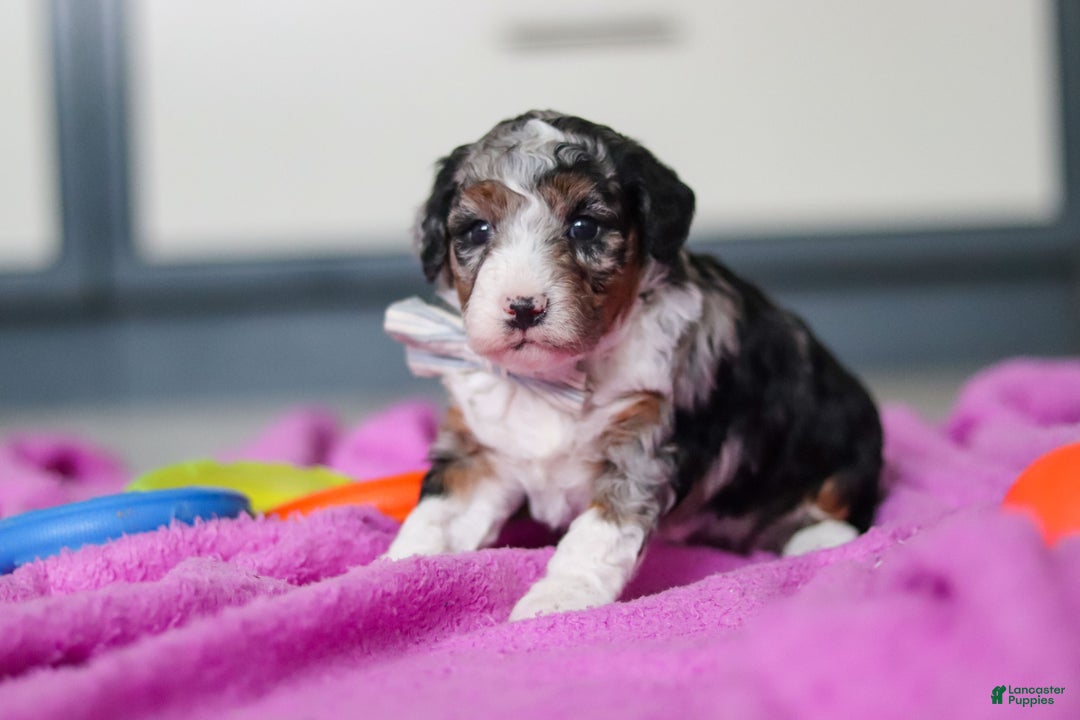Mini Bernedoodle dogs for sale: Jasper - Ad 4