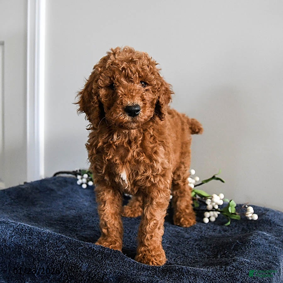 Standard Poodle dogs Valentine - Ad 10