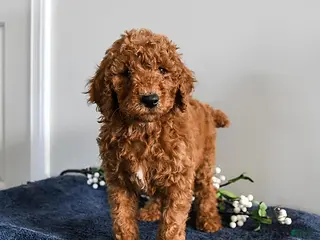 Standard Poodle dogs Valentine - Ad 10