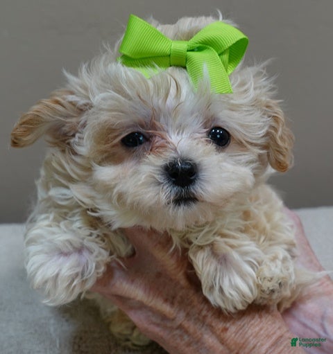 Maltipoo dogs TEACUP Myles 1 lb 5 ozs - Ad 8