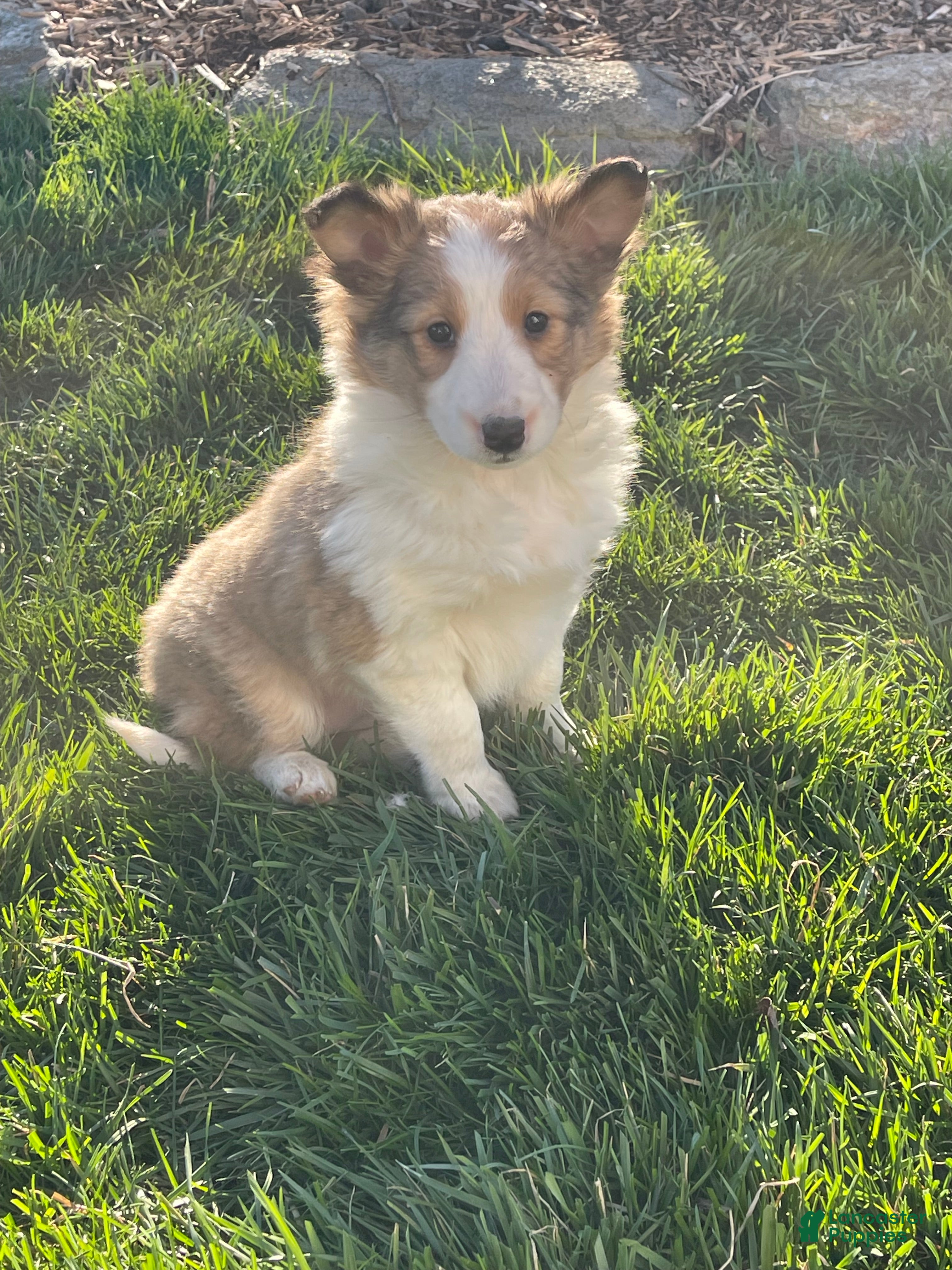 Shetland Sheepdog dogs MARSHMALLOW  - Ad 2