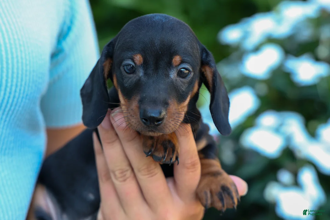 Miniature Dachshund dogs for sale: Zeke🐾 - Ad 2