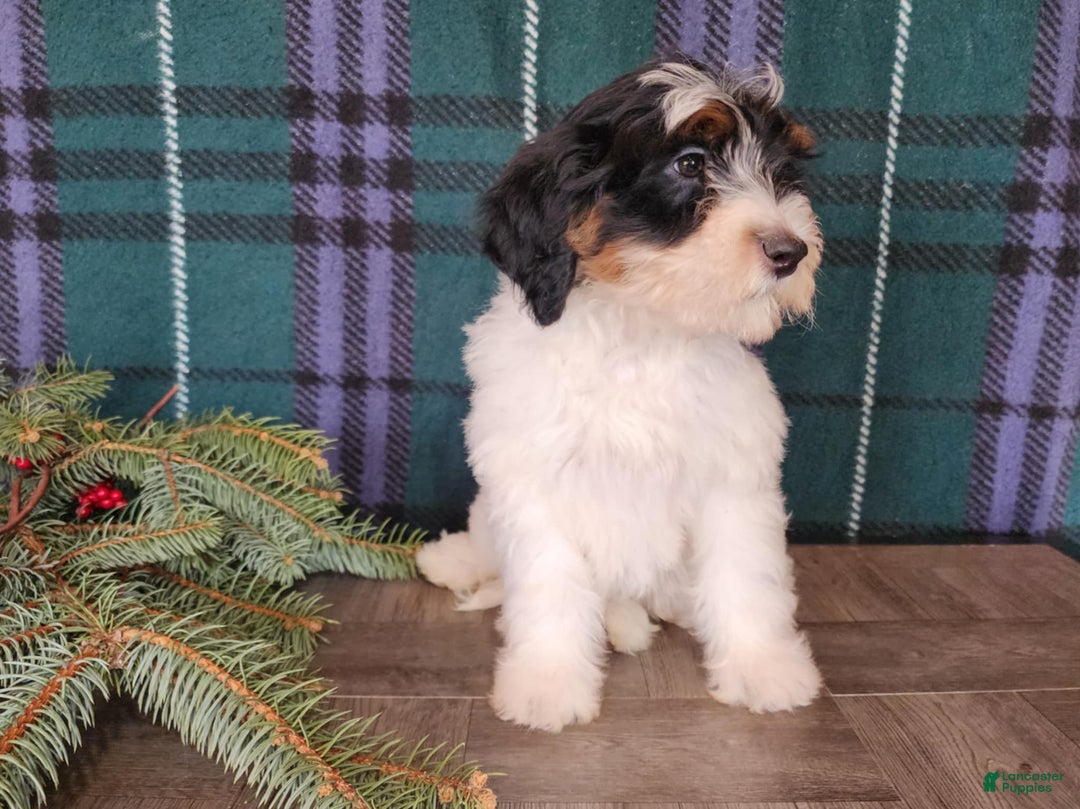 Mini Bernedoodle dogs for sale: Vixon - Ad 9