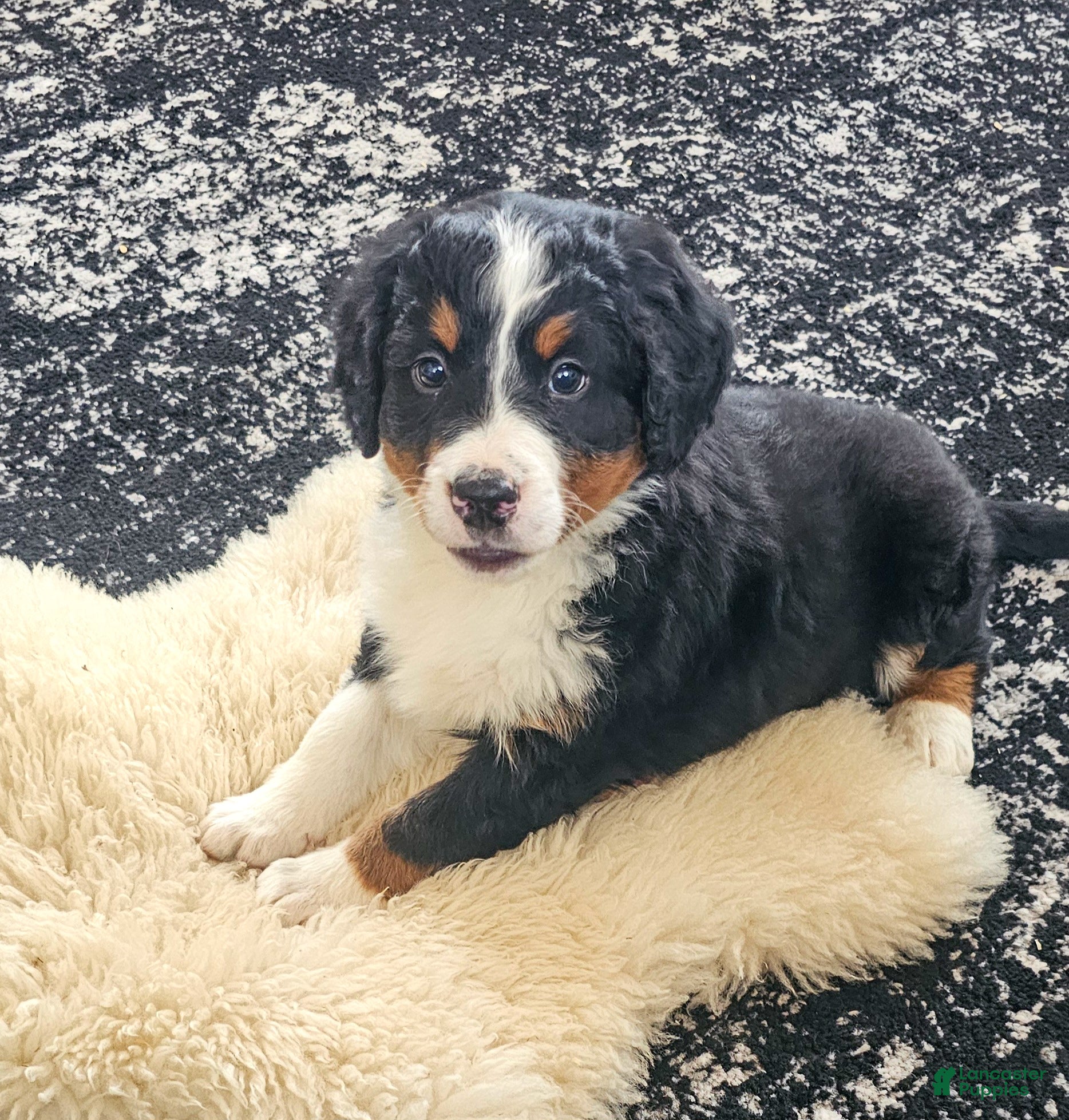 Bernedoodle dogs Buck - Ad 1