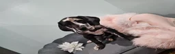 Great Dane dogs for sale: Harlequin Beauty  - Ad 8