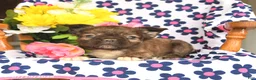 French Bulldog dogs for sale: Milky Way - Ad 2