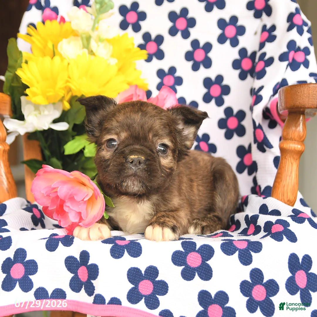 French Bulldog dogs for sale: Milky Way - Ad 2
