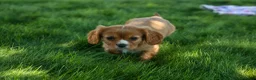 Cavalier King Charles Spaniel dogs for sale: Fletcher 🐶💙 - Ad 10