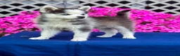 Pomsky dogs for sale: Scout - Ad 3