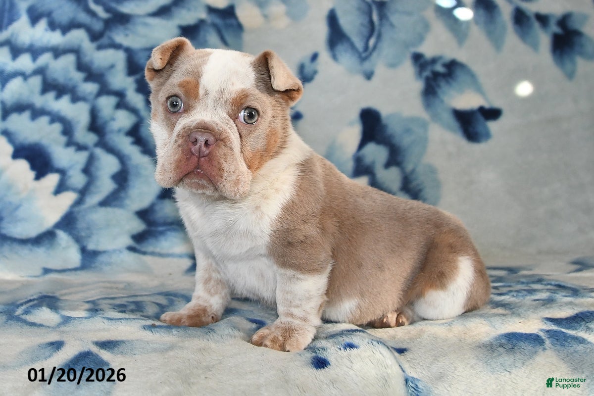 Beabull dogs Poinsetta - Ad 17