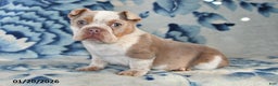 Beabull dogs for sale: Poinsetta - Ad 1