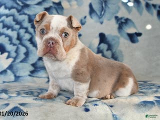 Beabull dogs Poinsetta - Ad 18