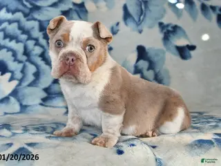 Beabull dogs Poinsetta - Ad 18