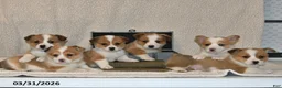 Welsh Corgi Pembroke dogs for sale: Cheri - Ad 5