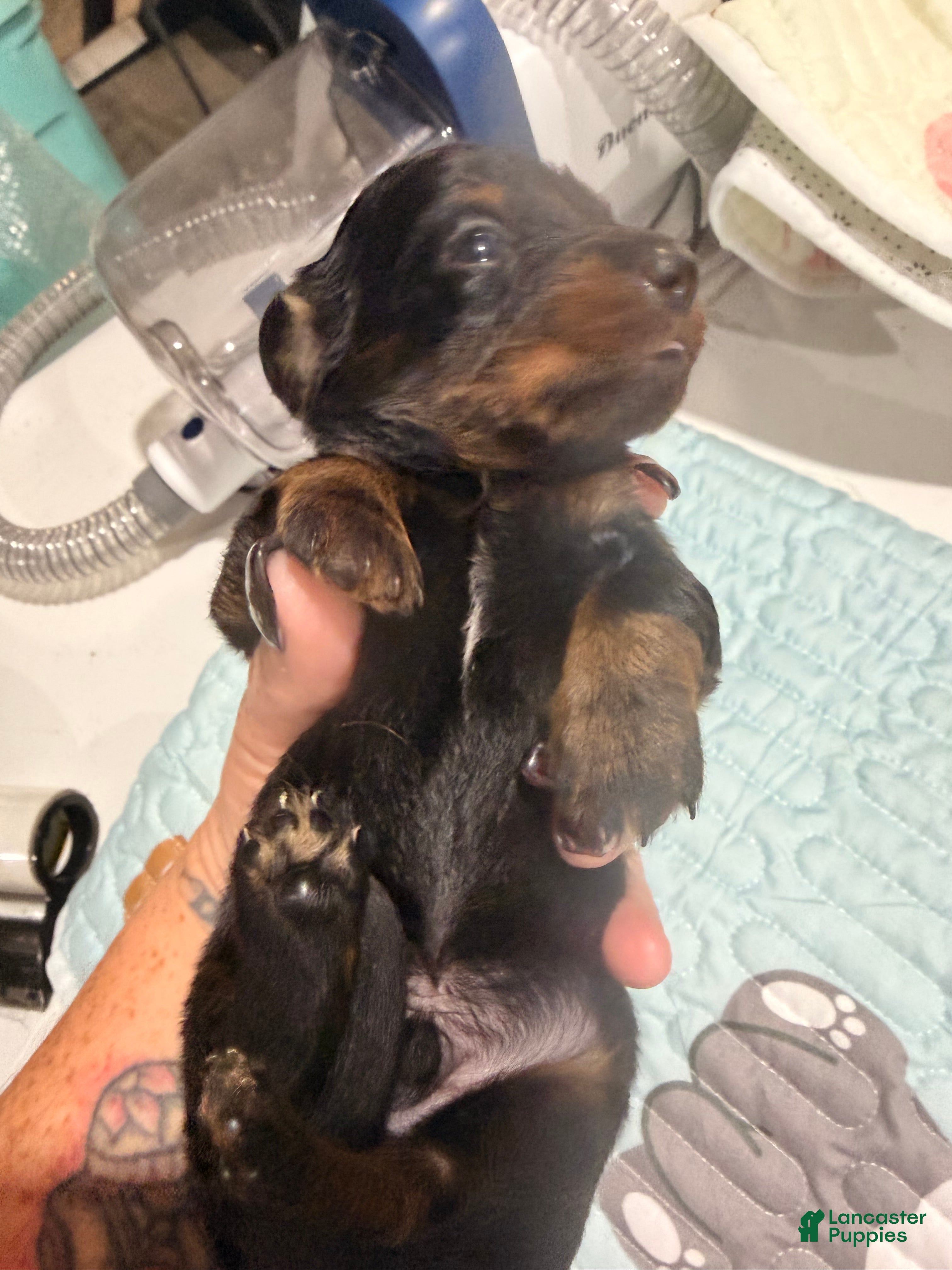Dachshund dogs Dachshund 2 - Ad 4