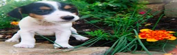 Jack Russell Terrier dogs for sale: Carrie - Ad 4