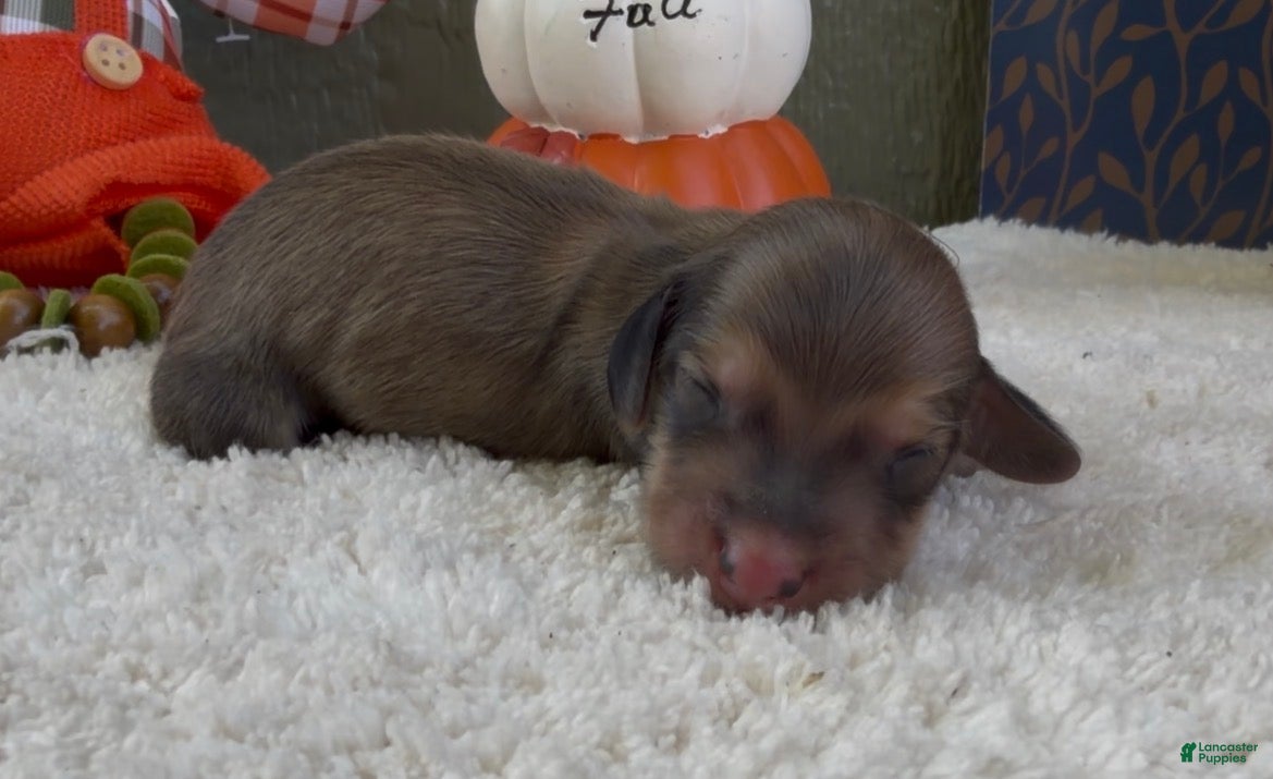 Miniature Dachshund dogs Dolly - Ad 1