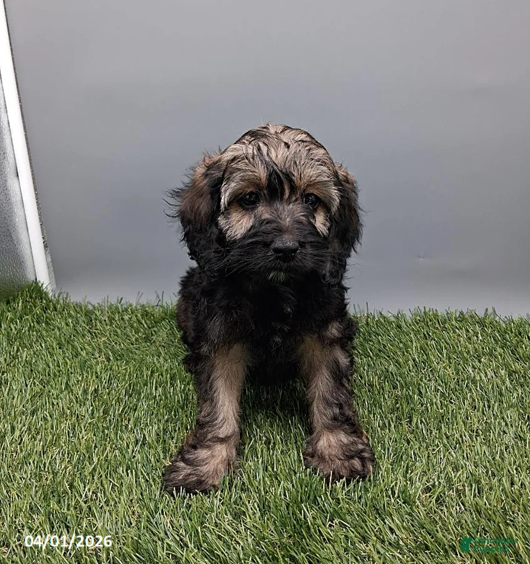 Cockapoo dogs for sale: Carla - Ad 1