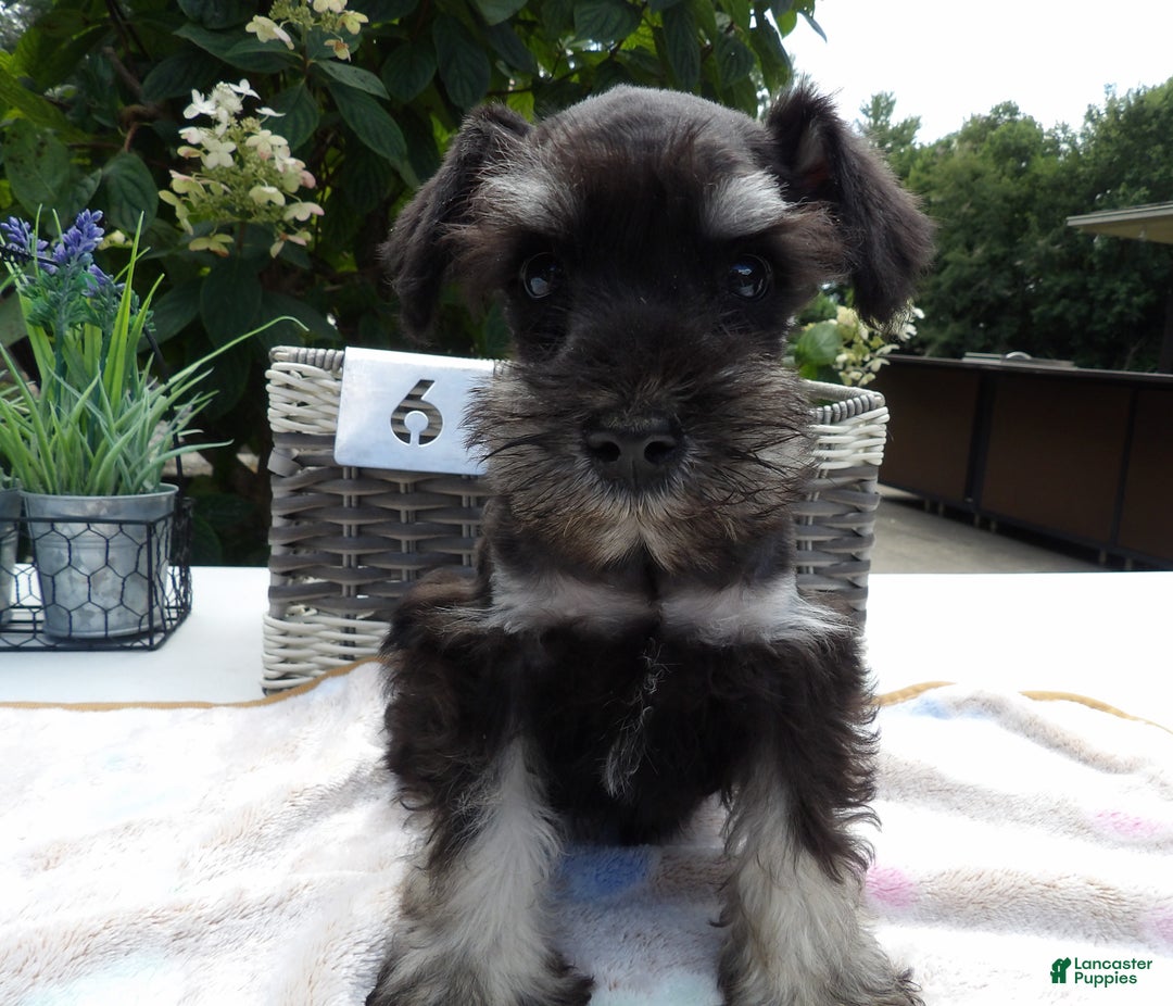 Miniature Schnauzer dogs for sale: Miniature Schnauzer Puppy 5 Curt - Ad 6