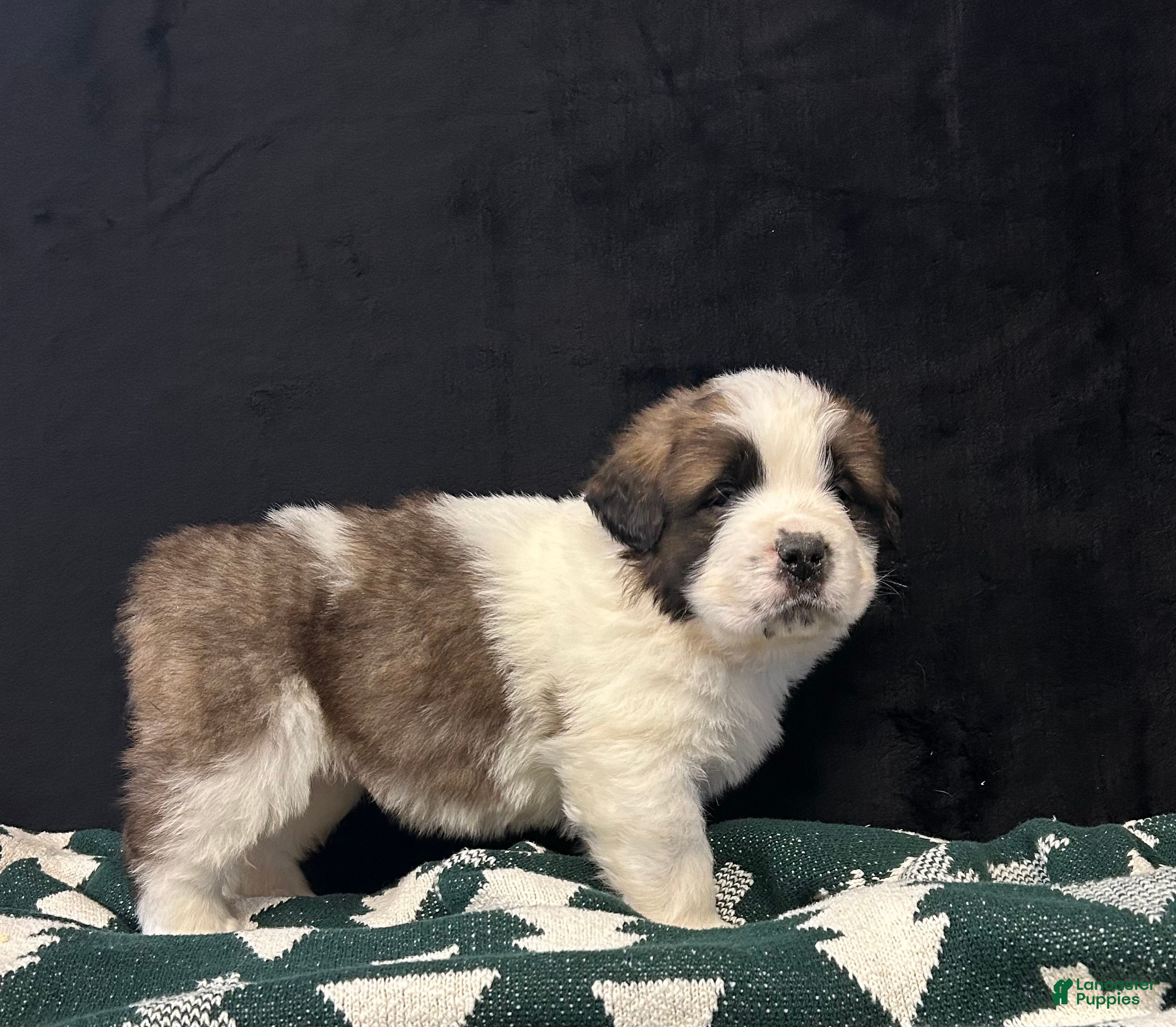 Saint Bernard dogs Chase - Ad 10