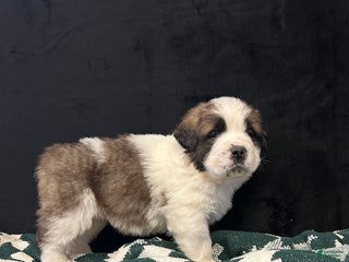 Saint Bernard dogs Chase - Ad 10