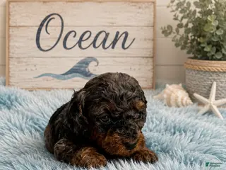 Miniature Poodle dogs Ocean - Ad 31