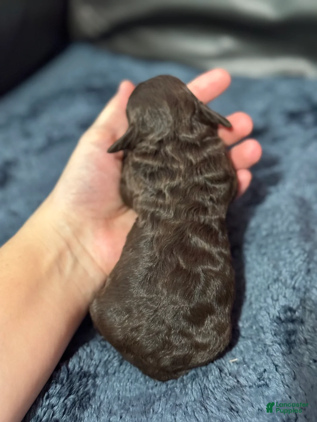 Mini Aussiedoodle dogs for sale: Coco - Ad 2