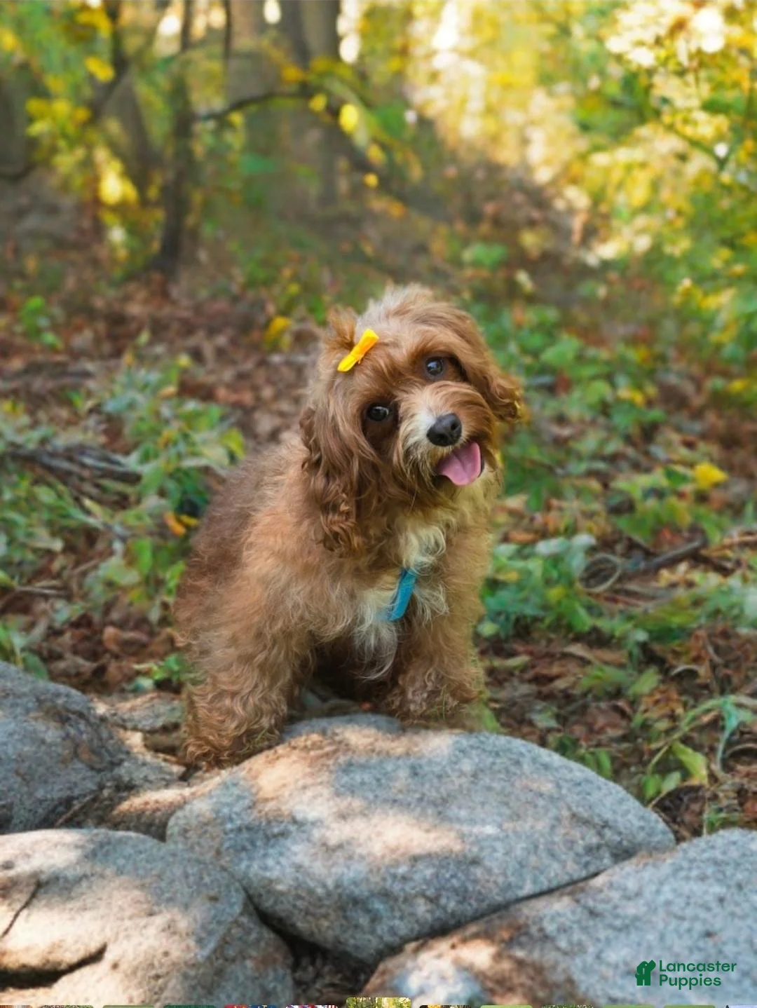 Cavapoo dogs for sale: Eclair - Ad 11