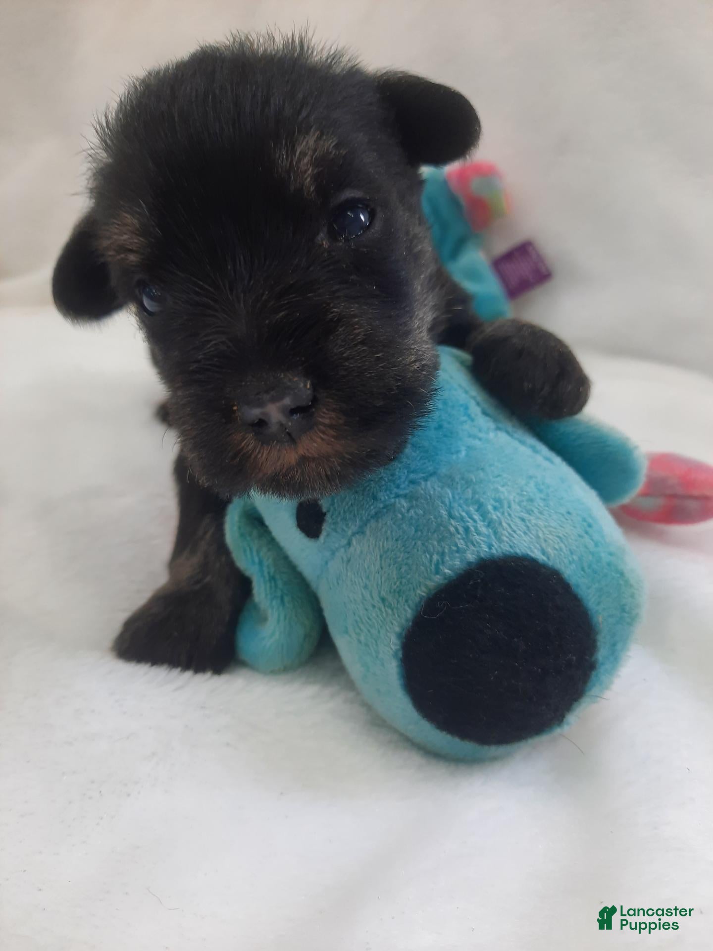 Miniature Schnauzer dogs AKC Hot Rod - Ad 1