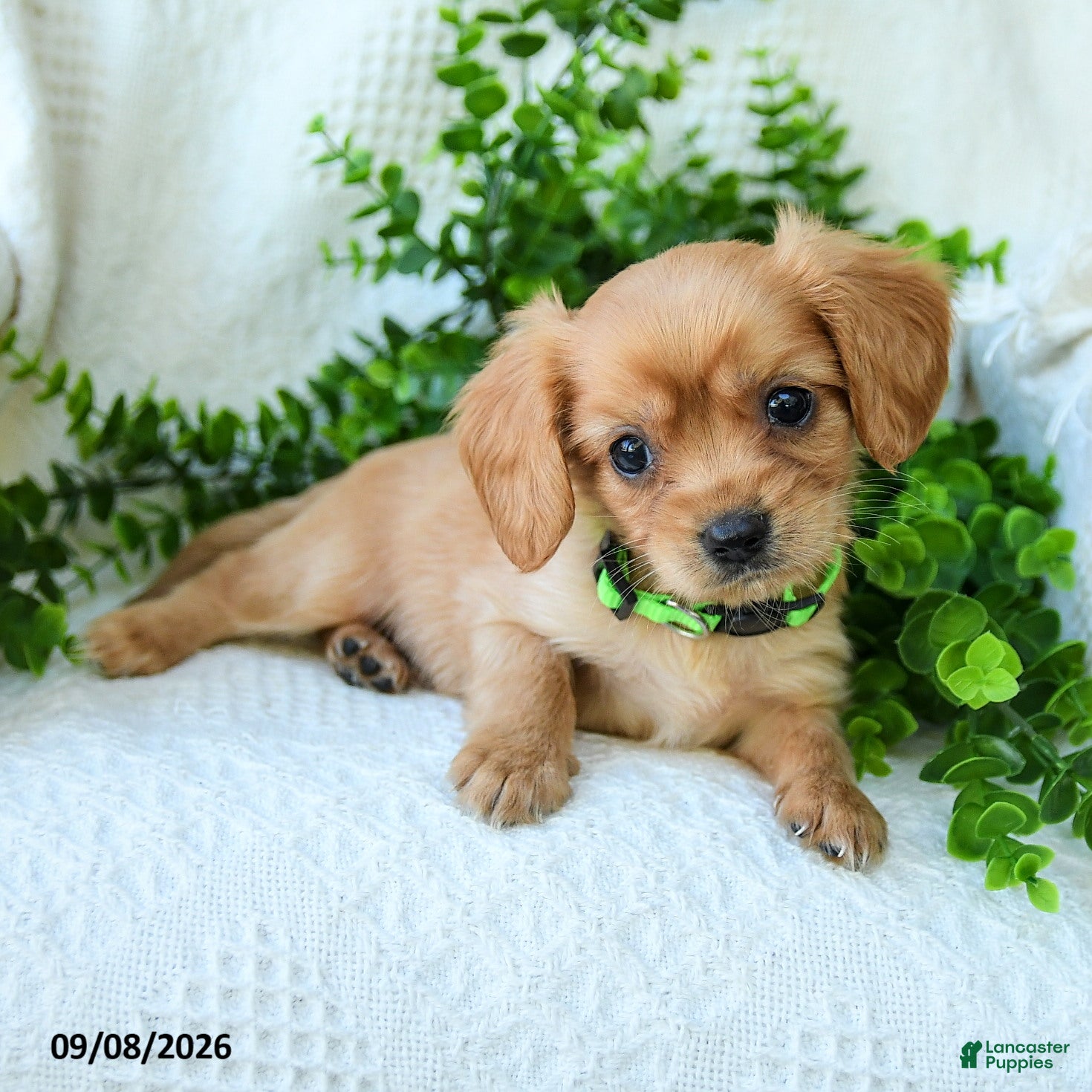 Miniature Golden Retriever dogs Austin - Ad 2