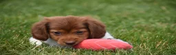 Miniature Dachshund dogs for sale: Peanut - Ad 9