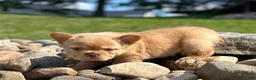 French Bulldog dogs for sale: Archie - Ad 4