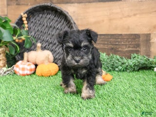 Miniature Schnauzer dogs - Ad 35