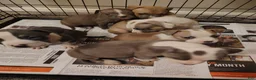 American Pit Bull Terrier dogs for sale: American Pit Bull Terrier Puppy 2 - Ad 1