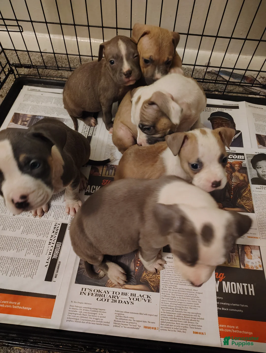 American Pit Bull Terrier dogs for sale: American Pit Bull Terrier Puppy 2 - Ad 1