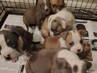 American Pit Bull Terrier dogs American Pit Bull Terrier Puppy 2 - Ad 4