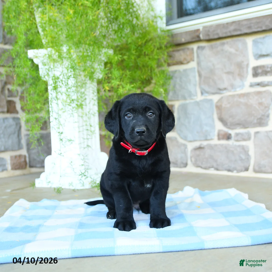 Labrador Retriever dogs for sale: Apple - Ad 2
