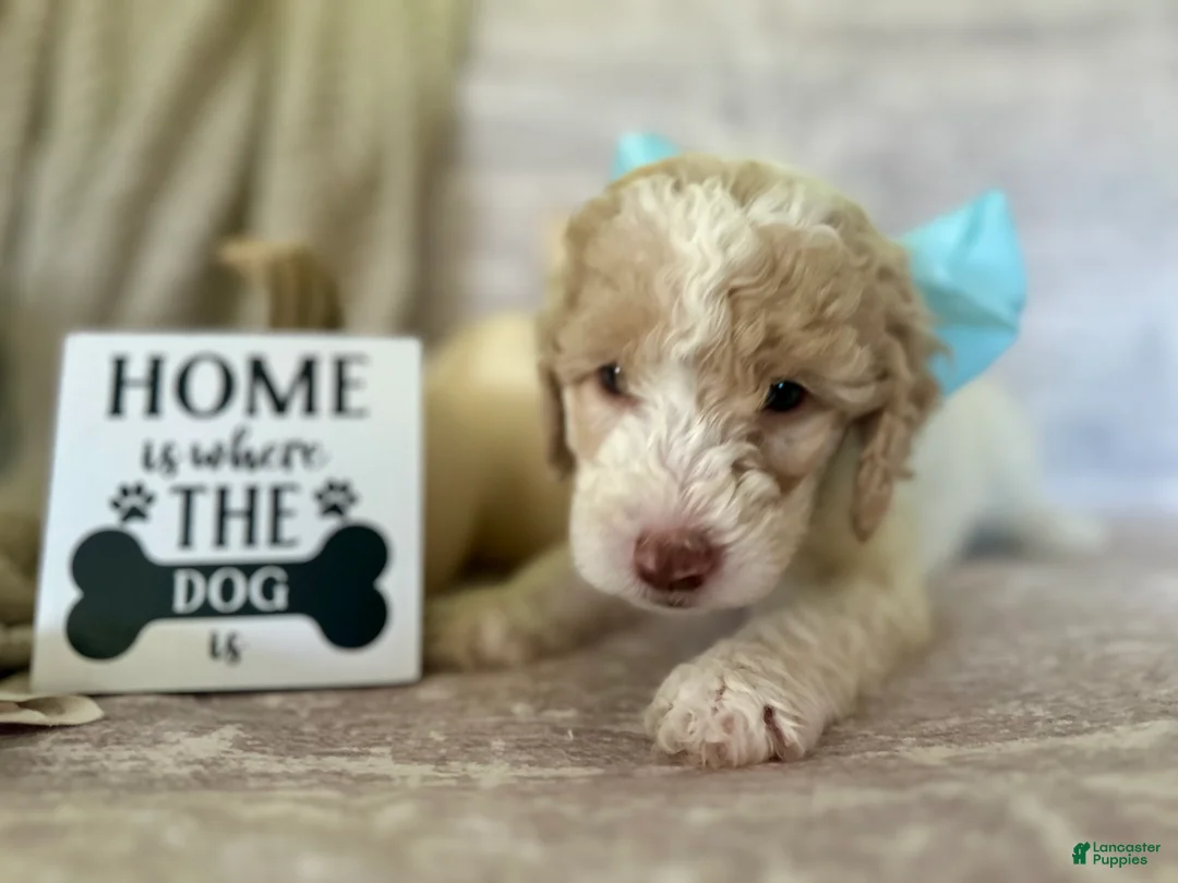 Goldendoodle dogs for sale: Jade 🩵 - Ad 1
