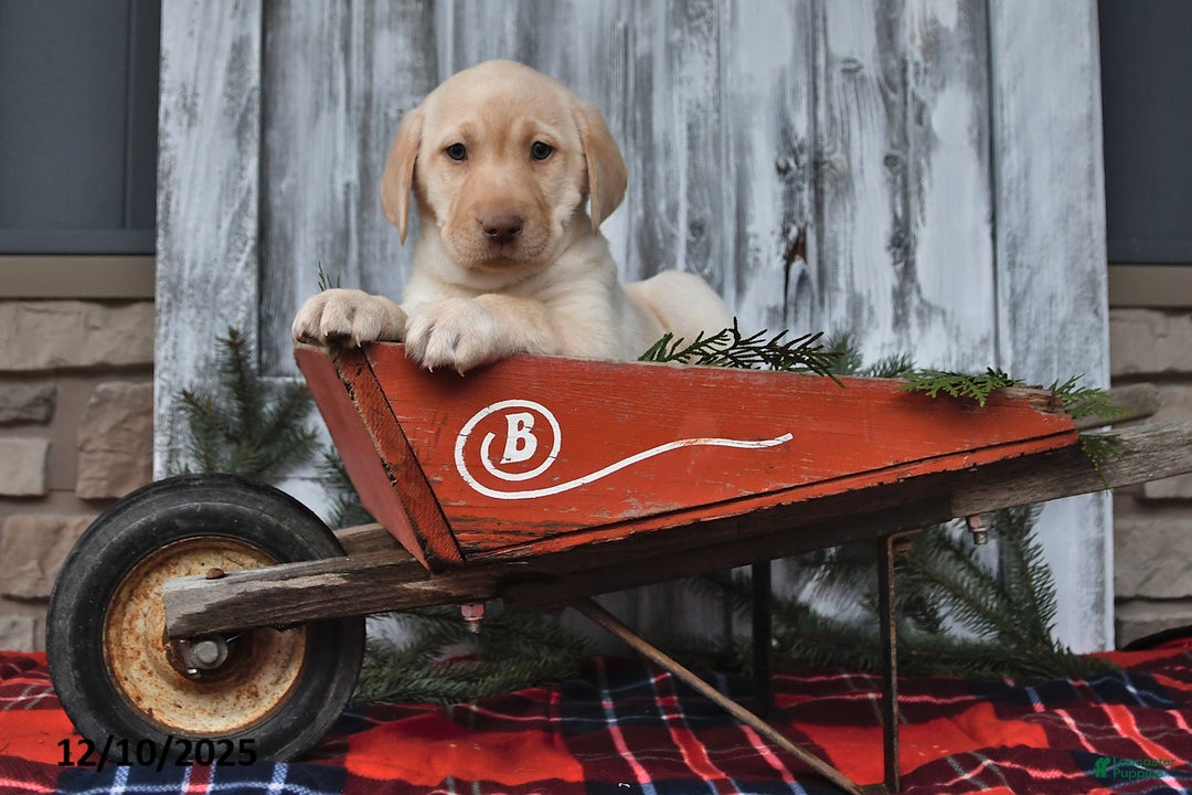 Labrador Retriever dogs for sale: Maggie - Ad 3