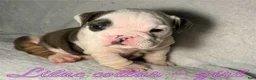 English Bulldog dogs for sale: English Bulldog 7 - Ad 1