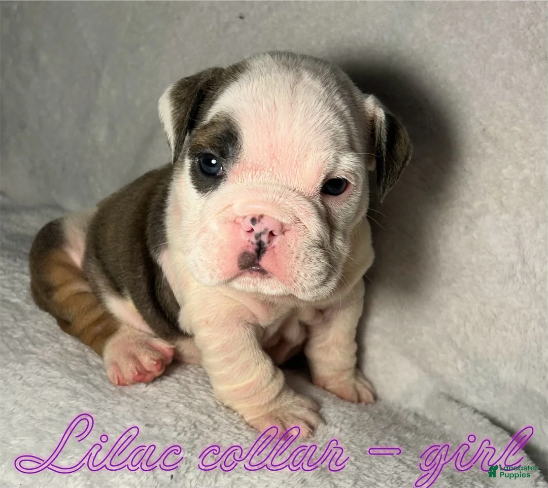 English Bulldog dogs for sale: English Bulldog 7 - Ad 1