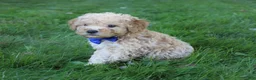 Mini Goldendoodle dogs for sale: Dusty 💎 - Ad 4
