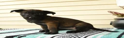 Belgian Malinois dogs for sale: Amina - Ad 5