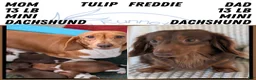 Miniature Dachshund dogs for sale: Hudson - Ad 10